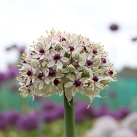 Allium basalticum 'Silver Spring' Photo: Nijssen